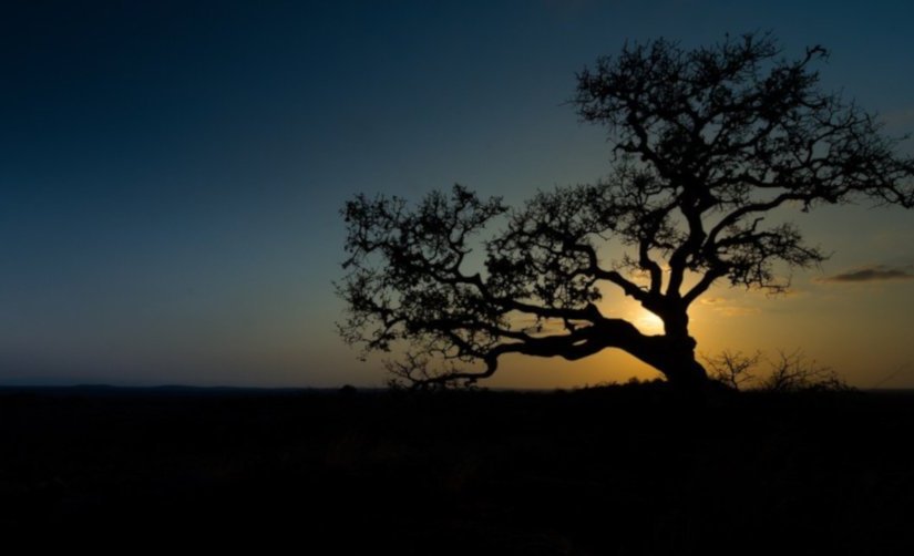 Écorces · Hajar&nbsp;Bali