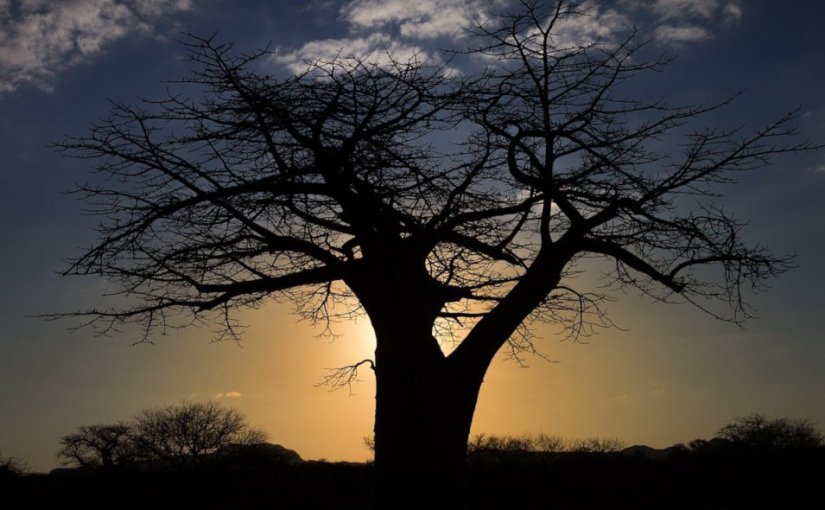 Born on a Tuesday · Elnathan&nbsp;John