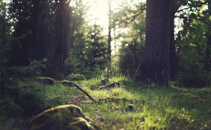 Lorsque le dernier arbre · Michael&nbsp;Christie