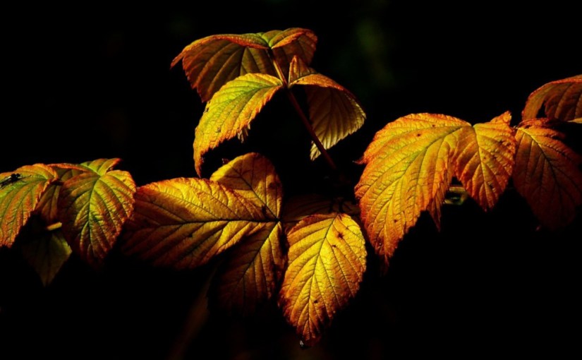 Les feuilles allemandes 2022 · le&nbsp;bilan