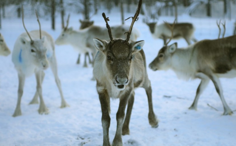 Stöld · Ann-Helén&nbsp;Laestadius