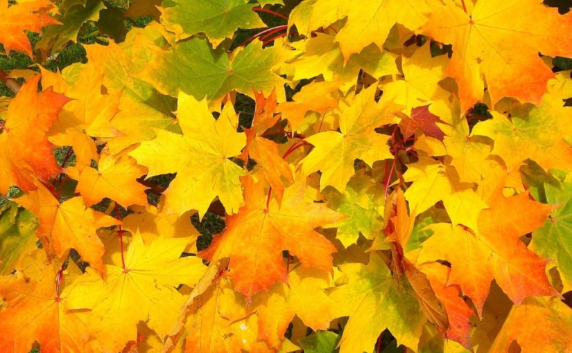 · Les feuilles allemandes 2023&nbsp;·