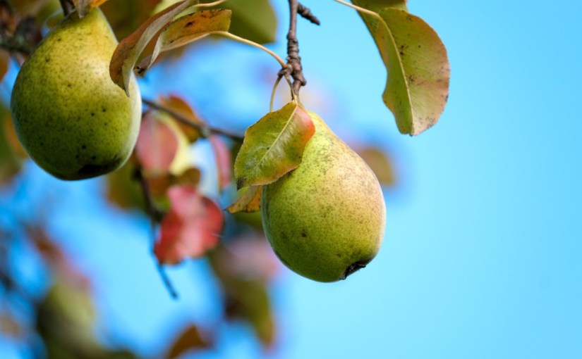 Le parfum des poires anciennes · Ewald&nbsp;Arenz