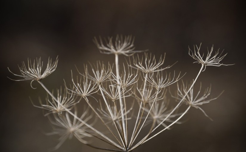 Sniper, ma guerre contre Daesh · Azad&nbsp;Cudi