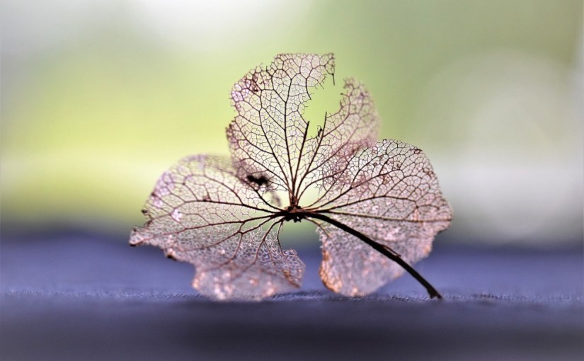 Les merveilles · Viola&nbsp;Ardone